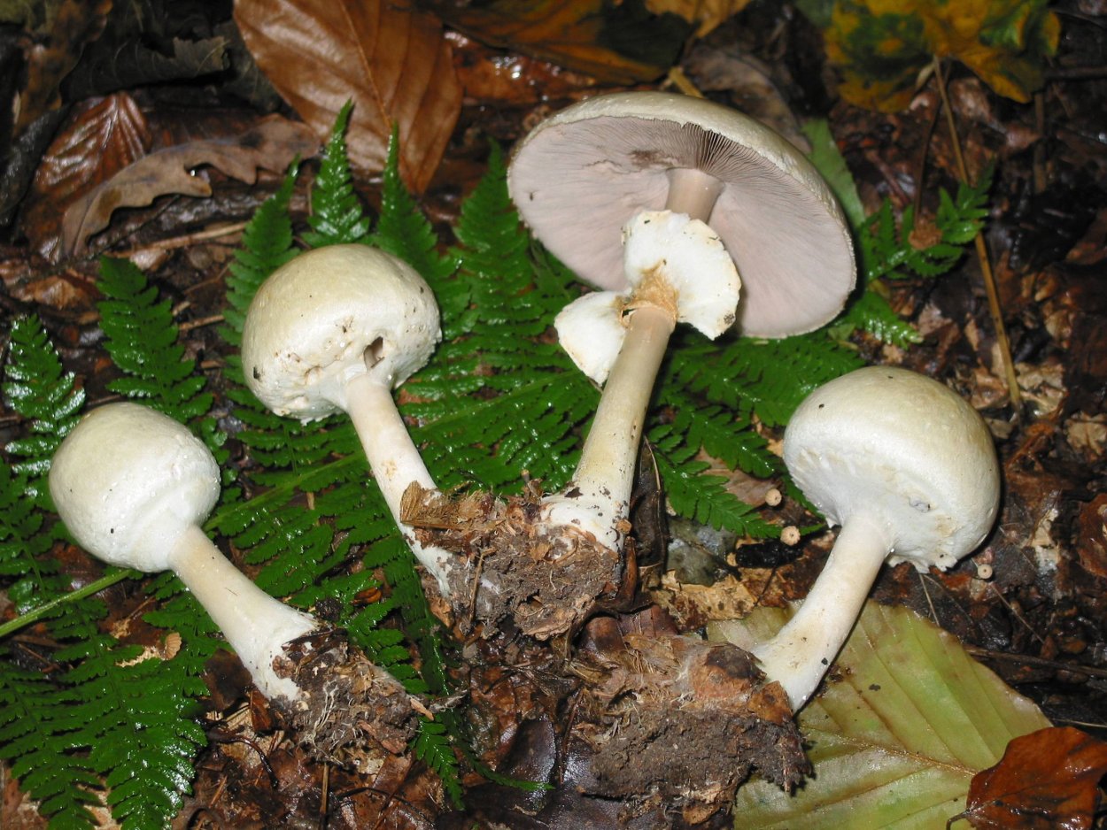 Death cap Mushroom