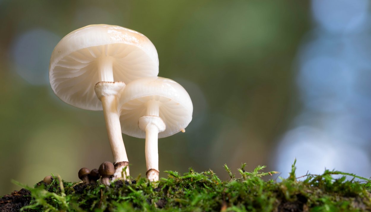 Шампиньон желтокожий Agaricus xanthodermus