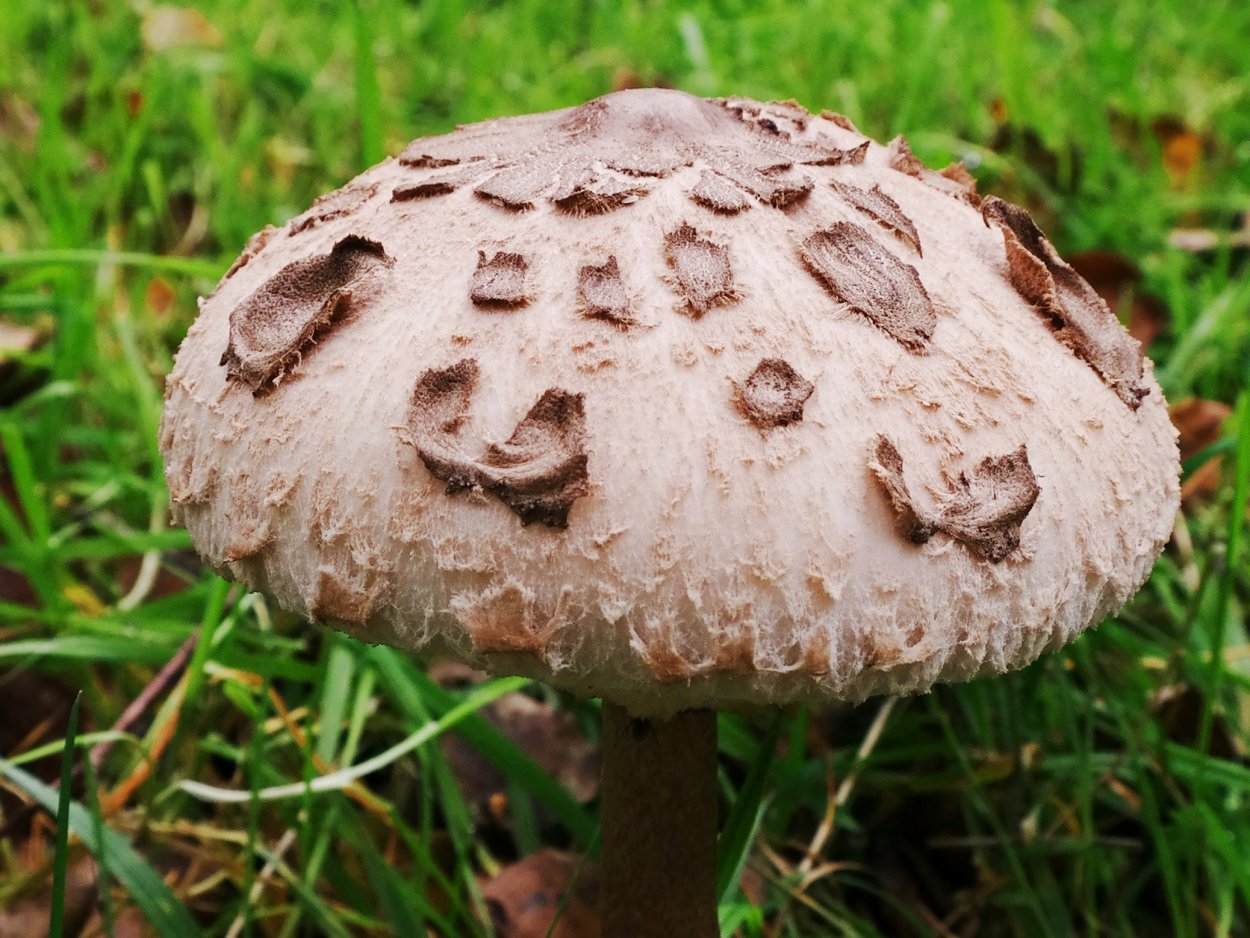 Шампиньон обыкновенный (Agaricus Campestris)