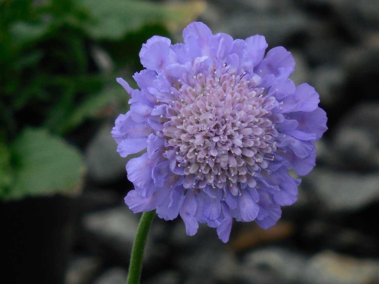 Короставник Македонский (Knautia Macedonica)