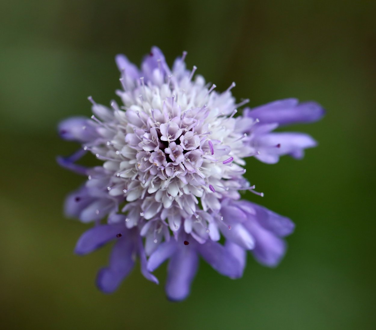 Короставник полевой (Knautia arvensis)