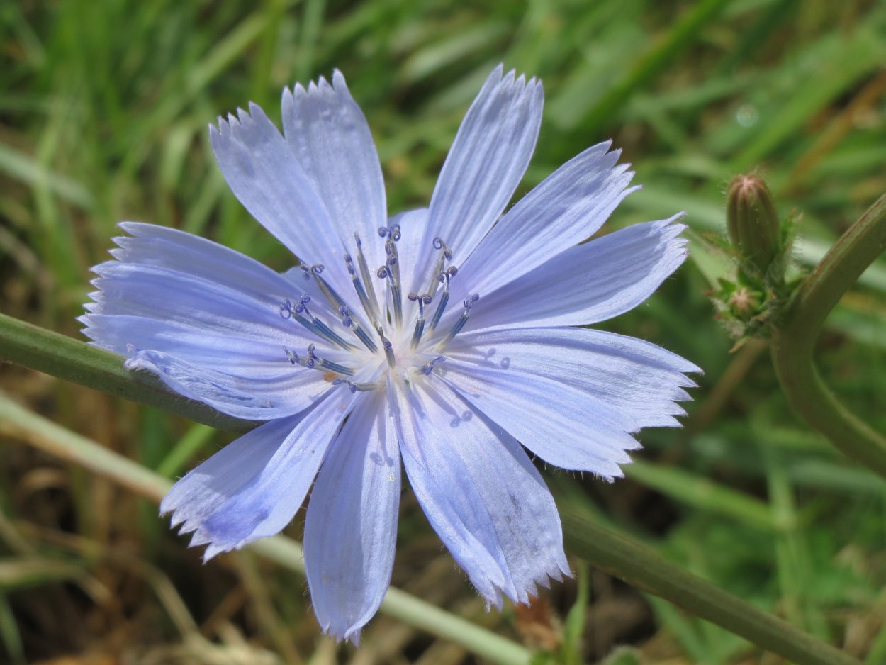 Дикий цикорий (Cichorium