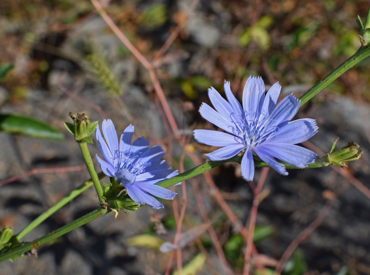Дикий цикорий (Cichorium