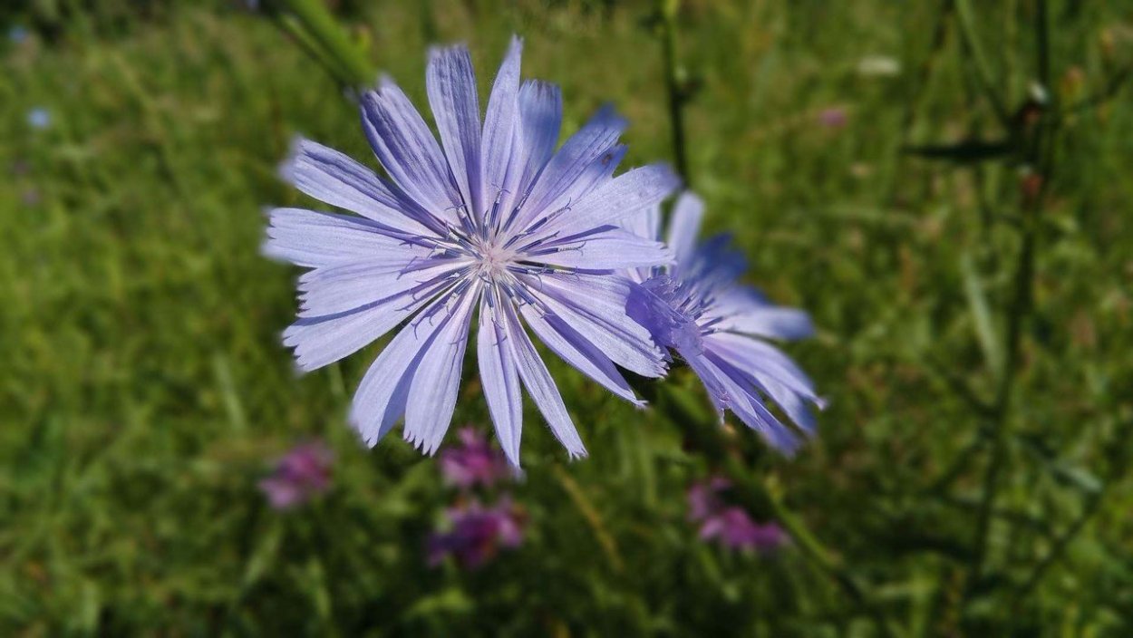 Цикория (Cichorium intybus), корни