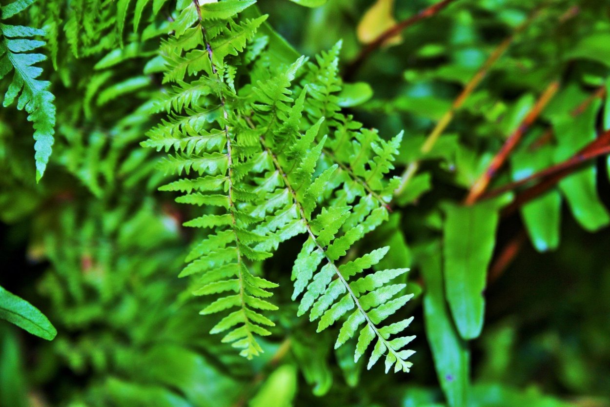 Fork Leaf папоротник