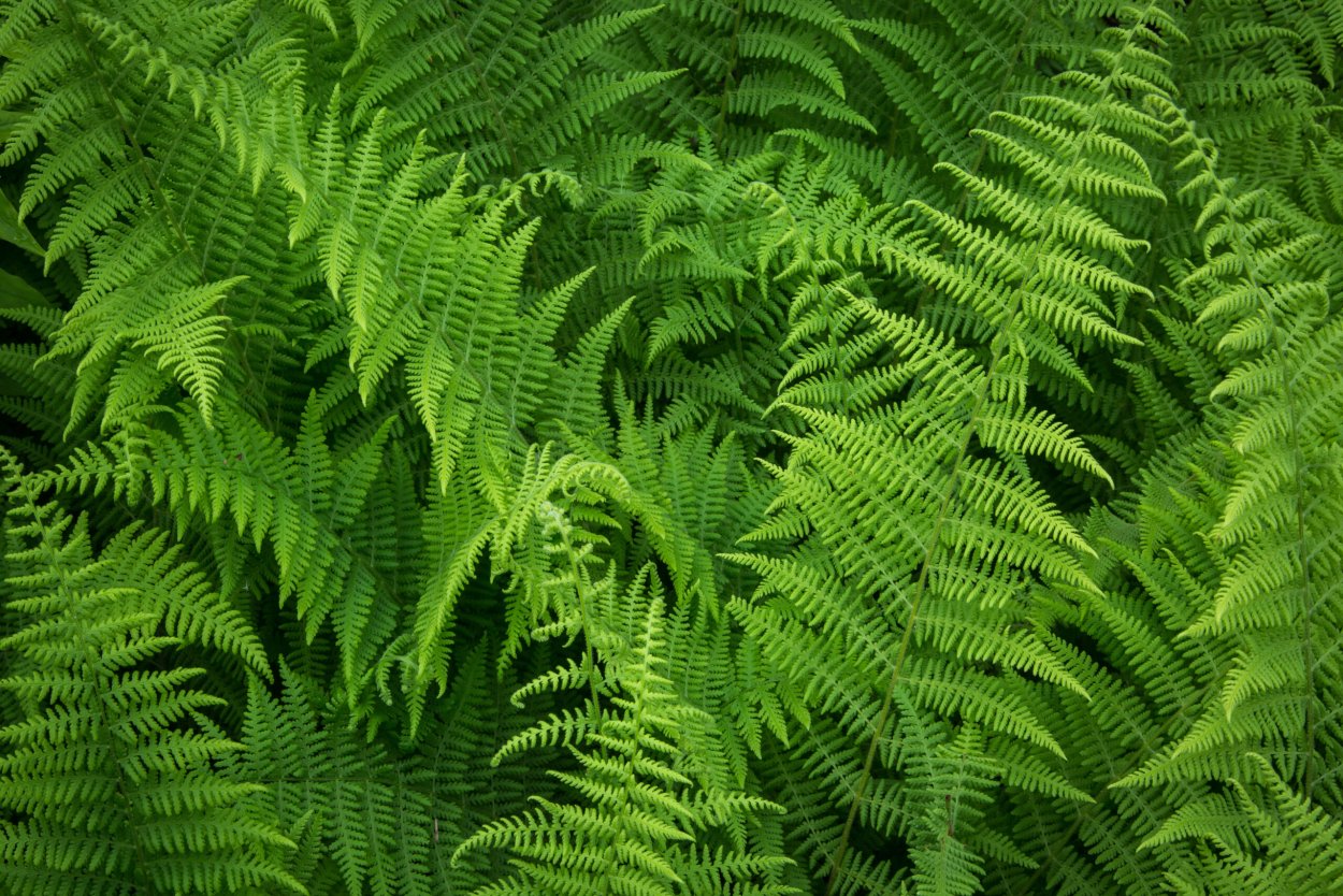 Hay Scented Fern