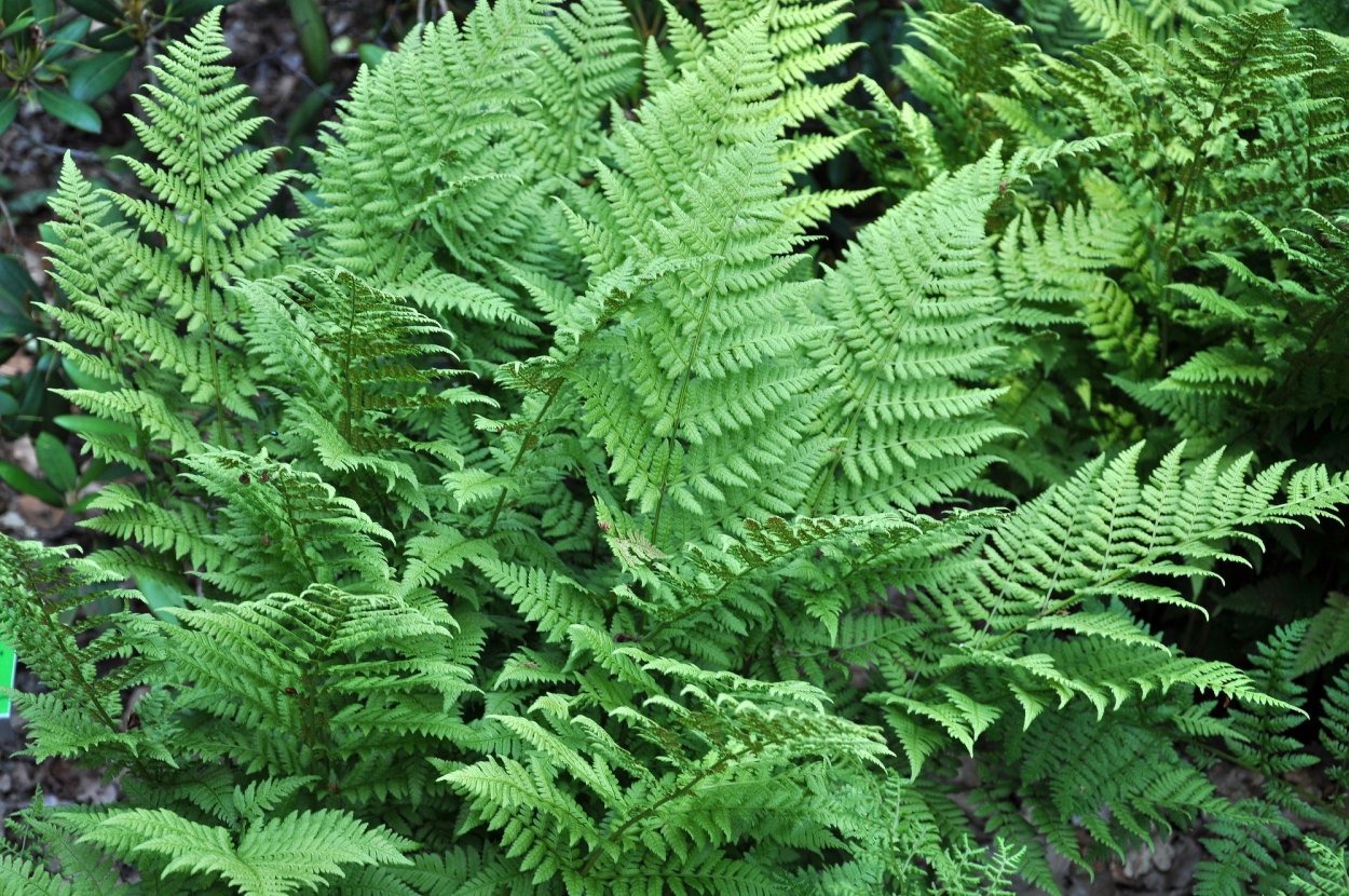 Щитовник Шартрский - dryopteris carthusiana