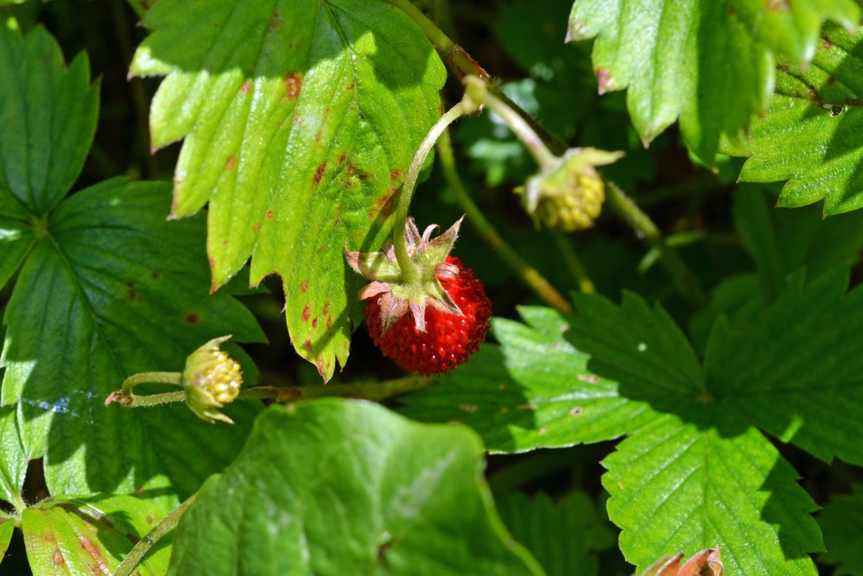Fragaria orientalis