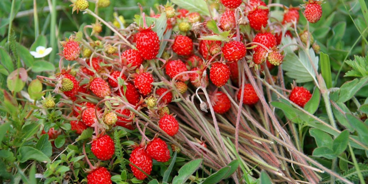 Земляника Лесная (Fragaria vesca)