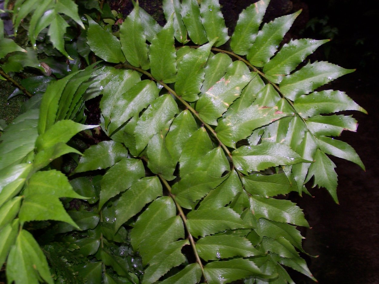 Cyrtomium falcatum