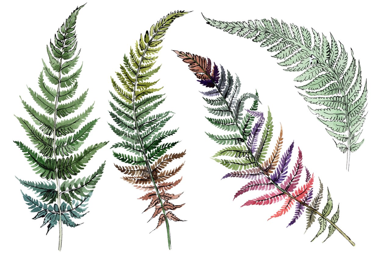 Woodwardia unigemmata