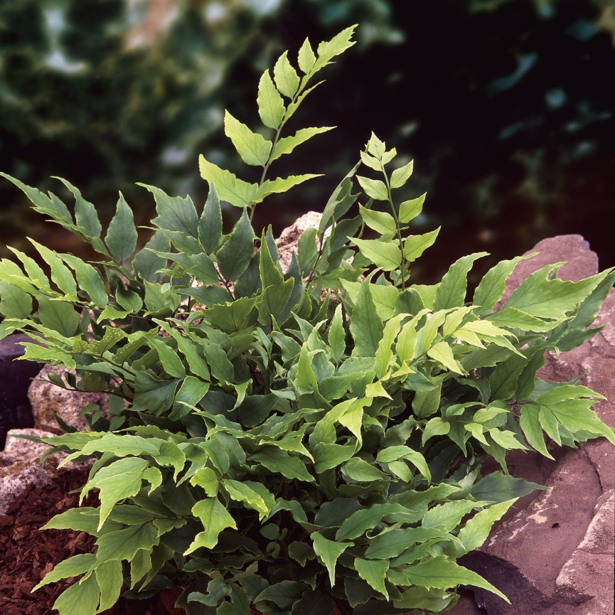 Cyrtomium caryotideum