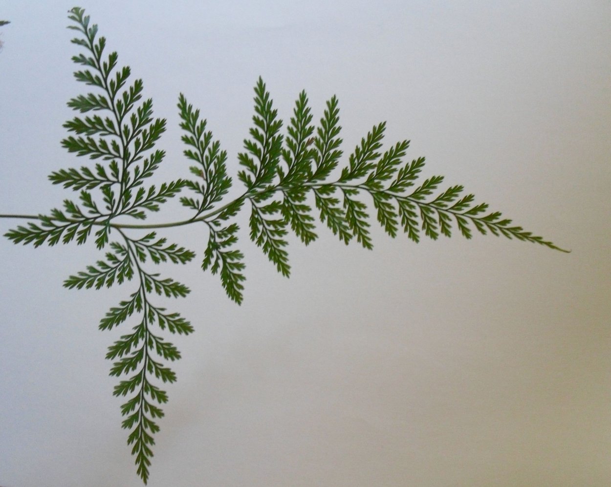 Danaea папоротник