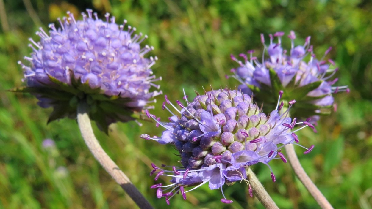 Succisa pratensis