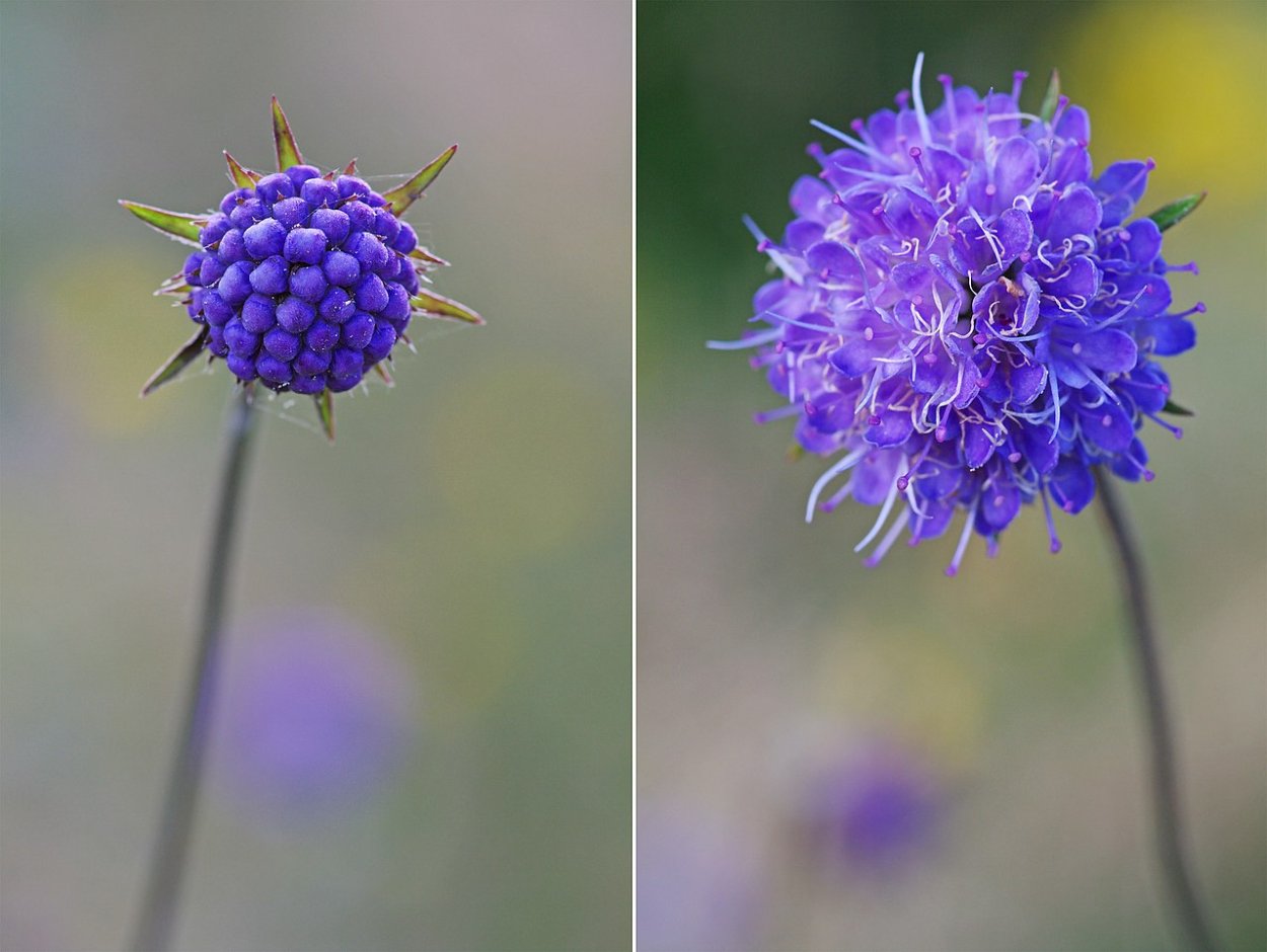 Scabiosa Succisa