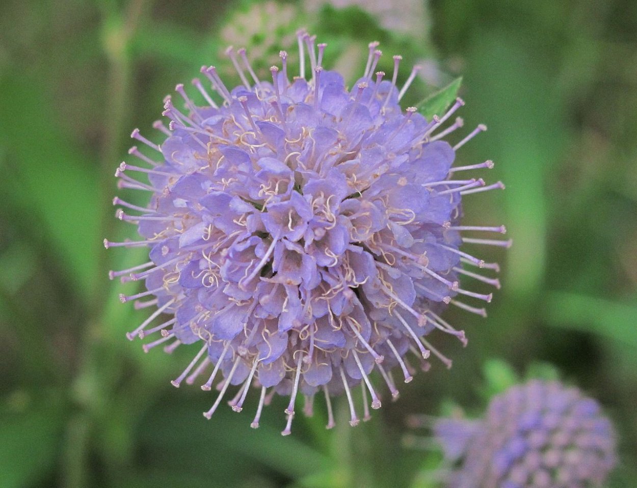 Scabiosa Succisa