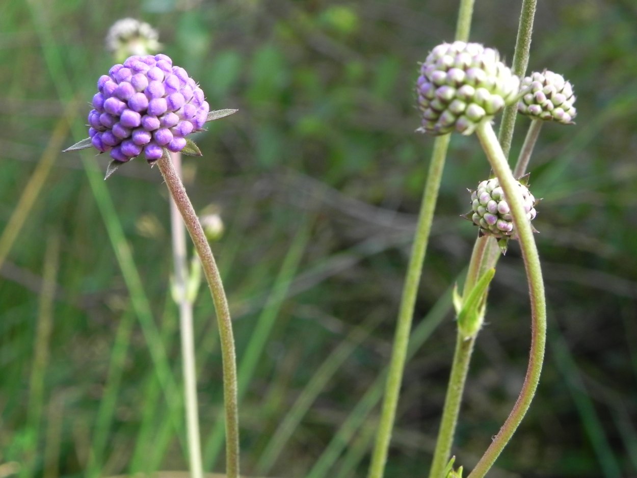 Succisa pratensis blauwe Knoop