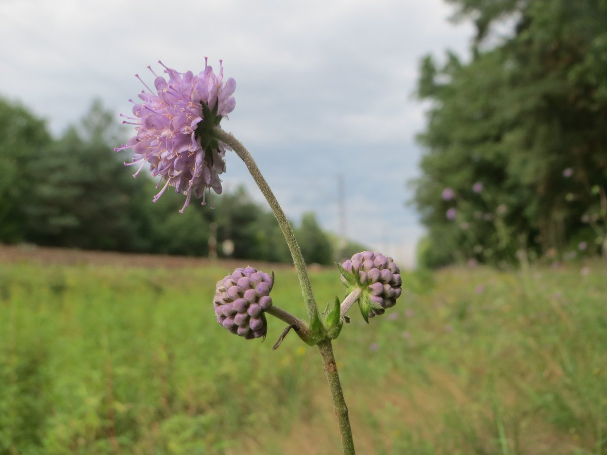 Succisa pratensis