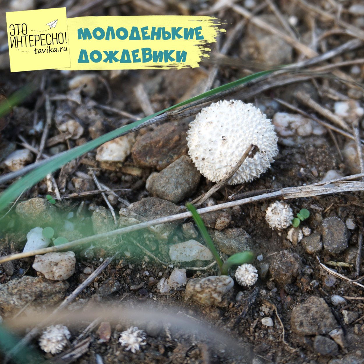 Степная вешенка однобочка