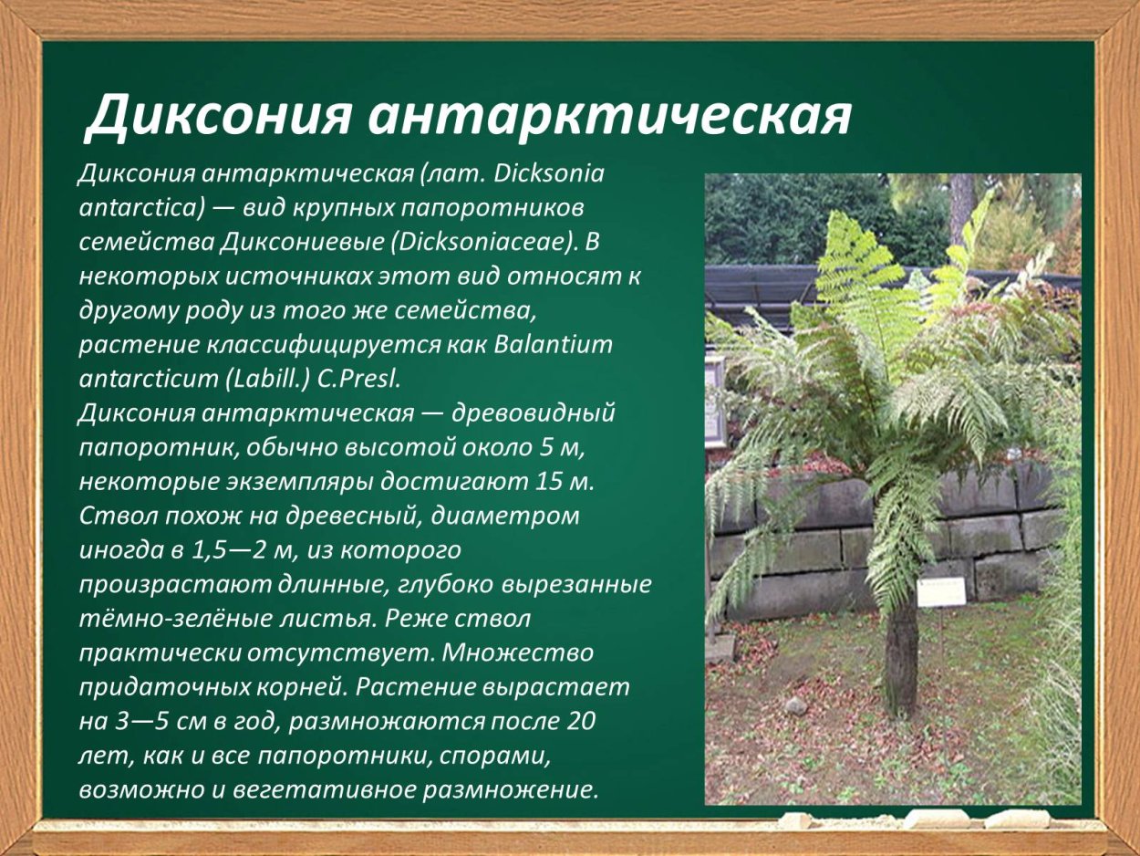 Лиановидный папоротник