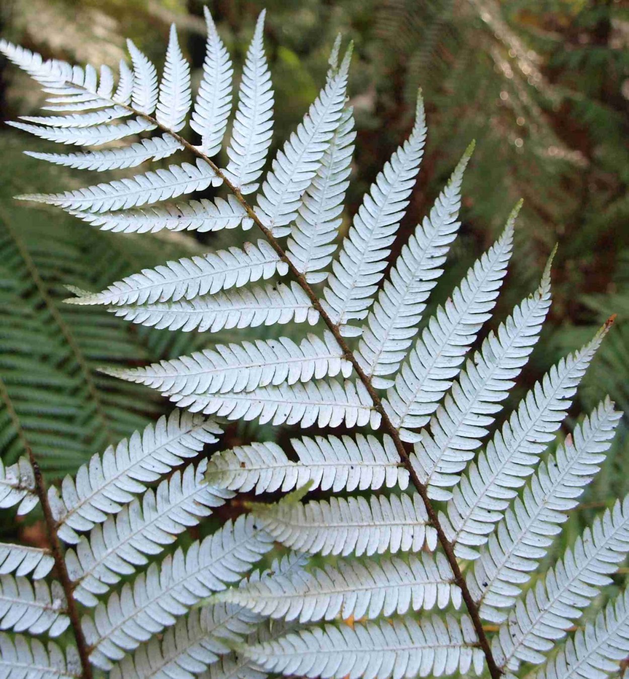 Silver Fern новая Зеландия