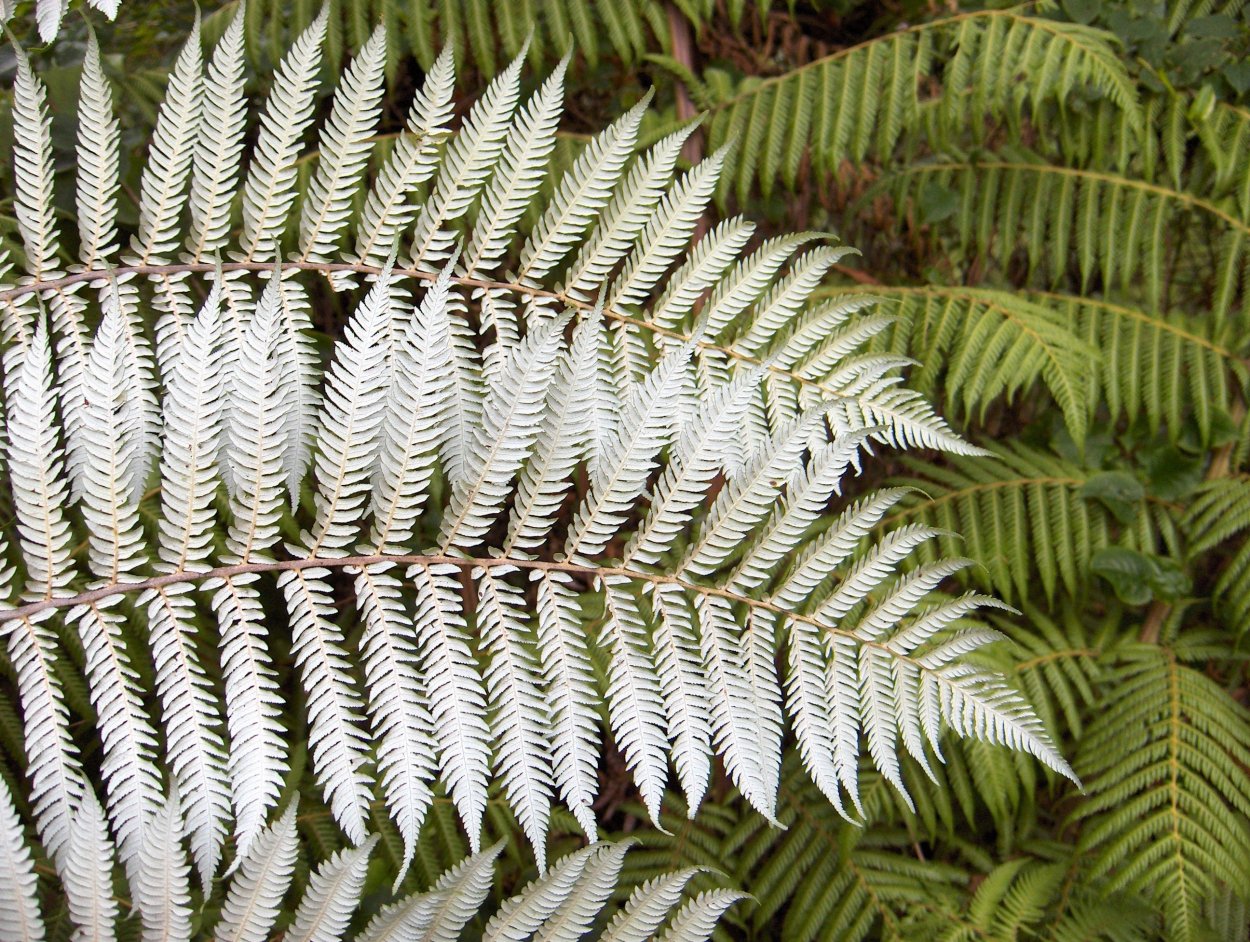Cyathea dealbata