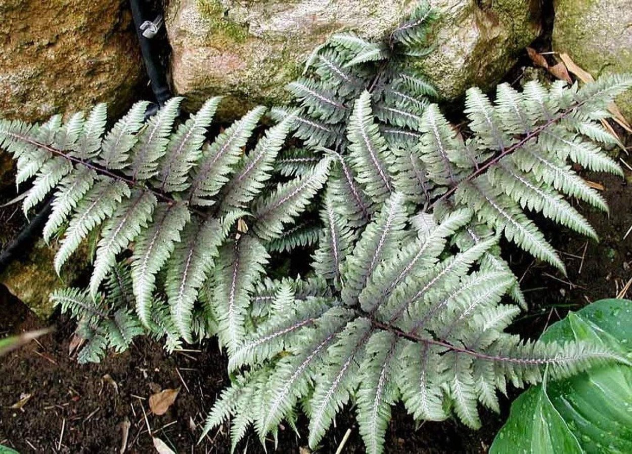 Кочедыжник ниппонский (сорт 'Metallicum')
