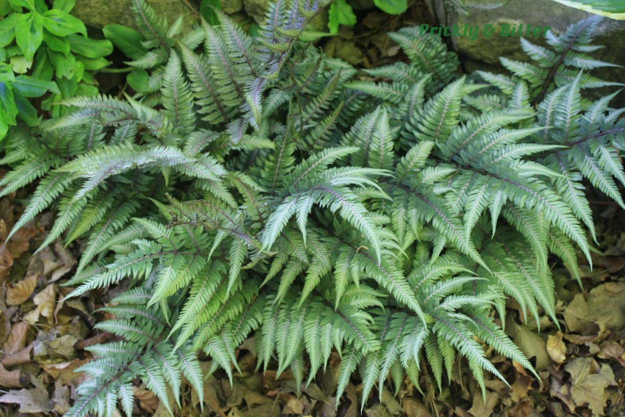 Кочедыжник ниппонский (папоротник) "Metallicum" (Athyrium niponicum)