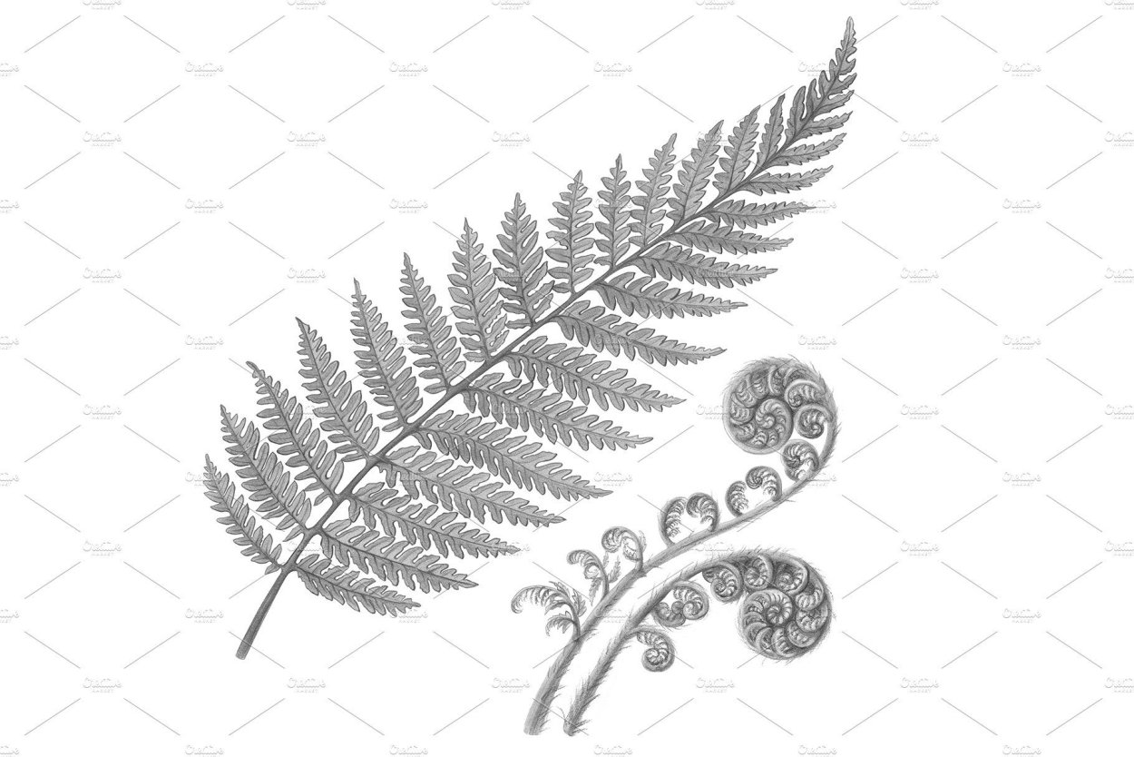 Athyrium niponicum «Ghost».