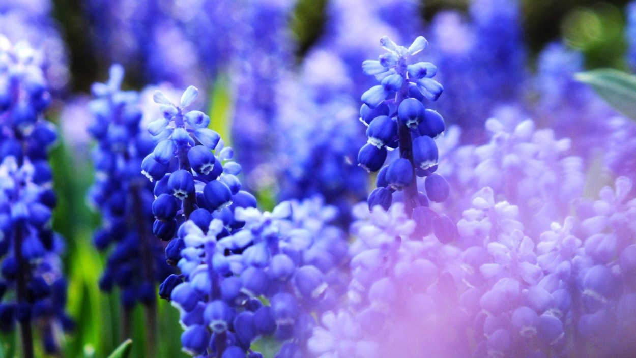 Природа цветы