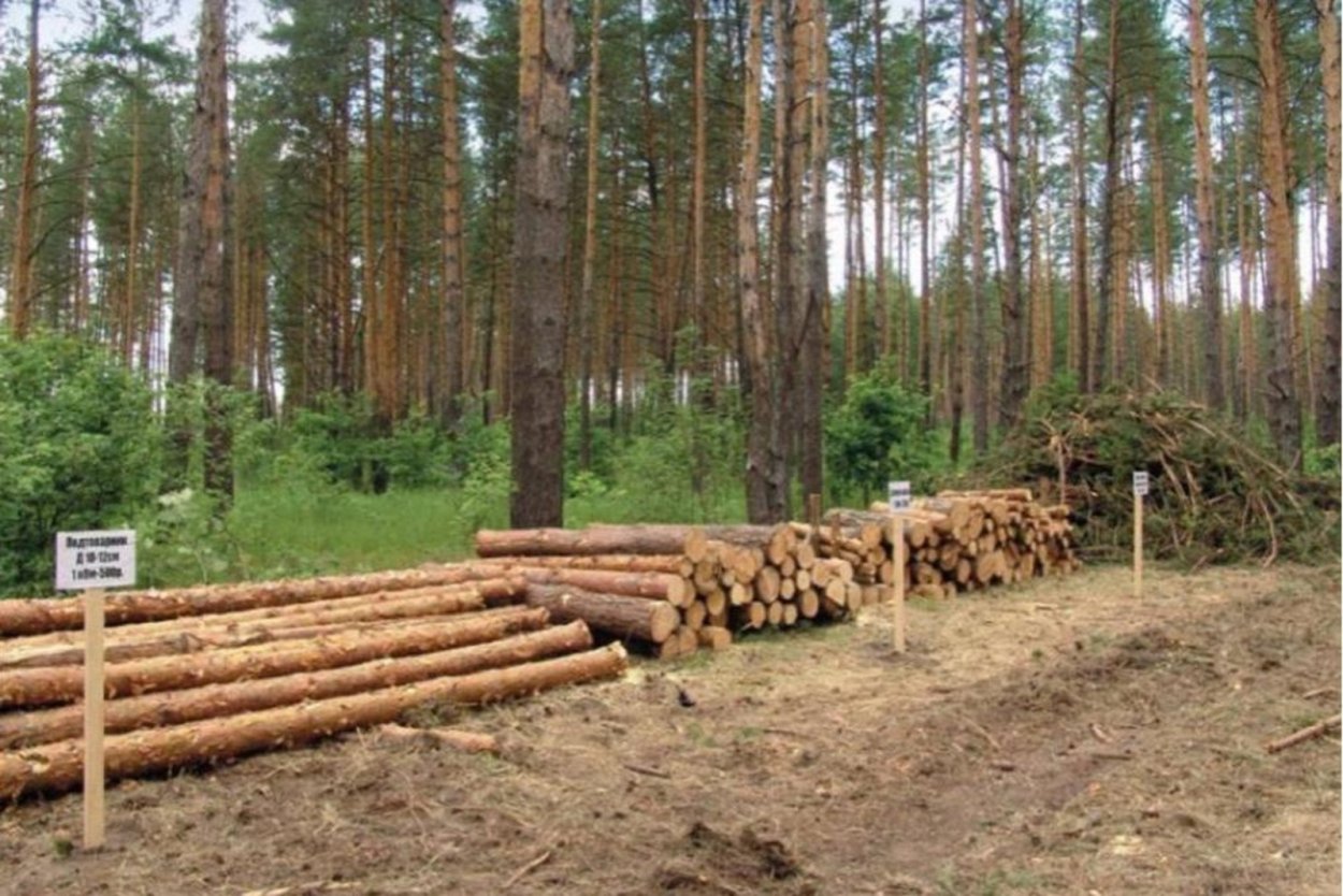 Башкирия Лесная промышленность