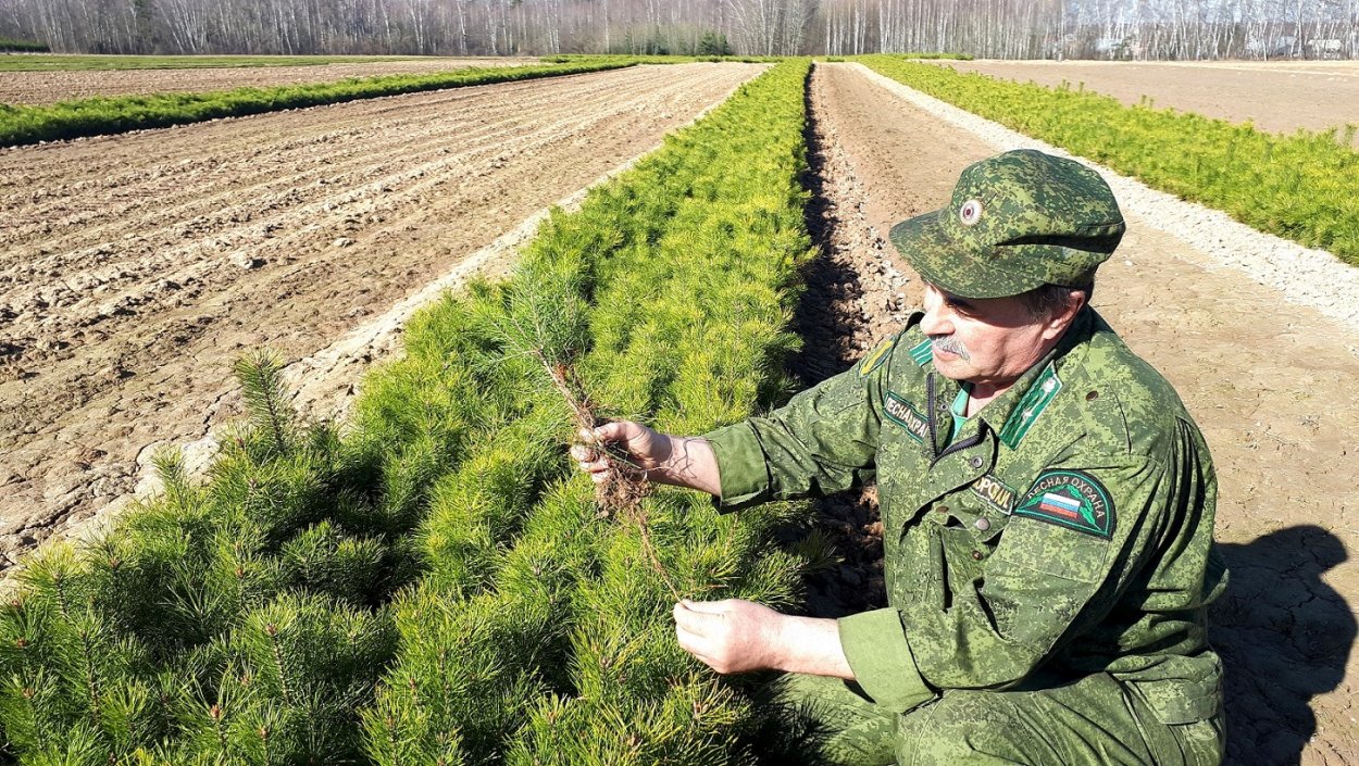 Лесной питомник сеянцы сосны