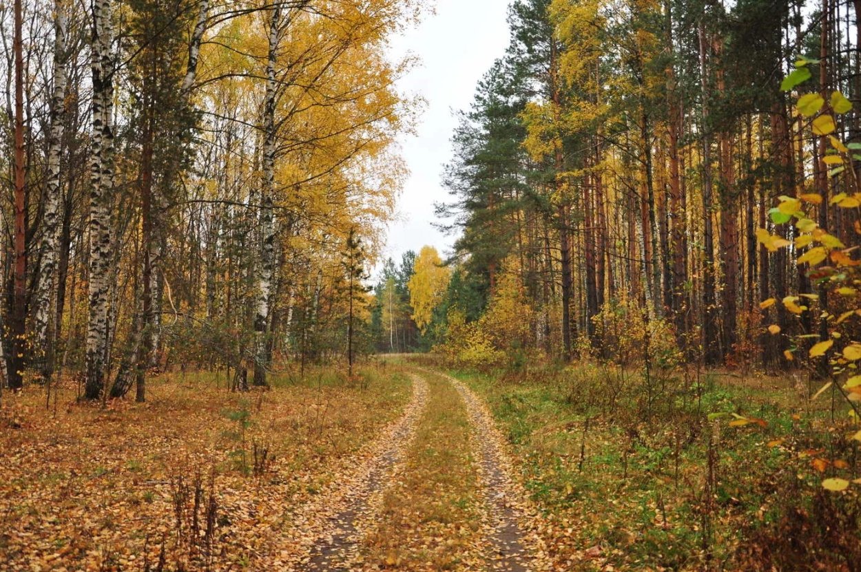 Осенний лес октябрь
