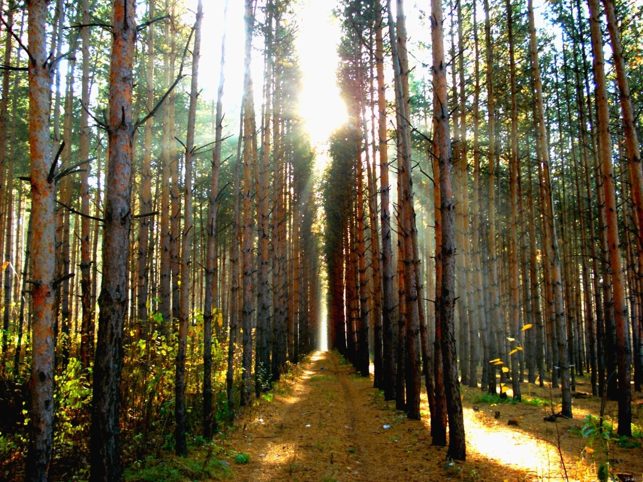Дорожка в лесу