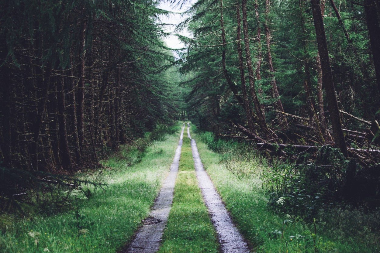 Просека в тайге