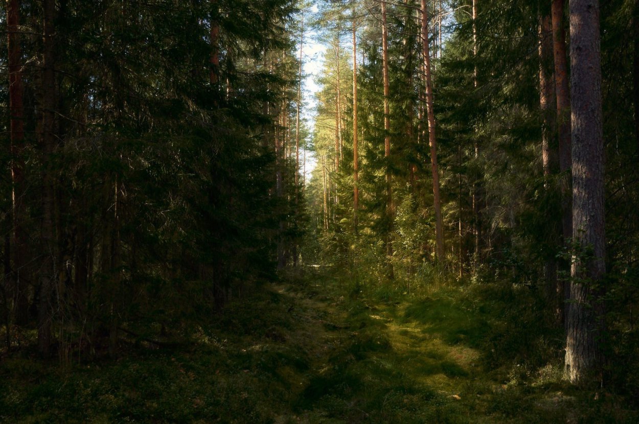 Лесные тропы Шварцвальд