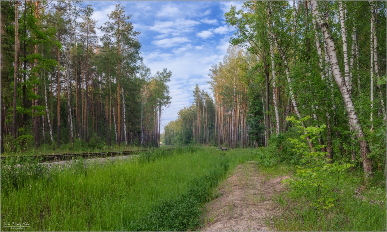 ЛЭП В лесу
