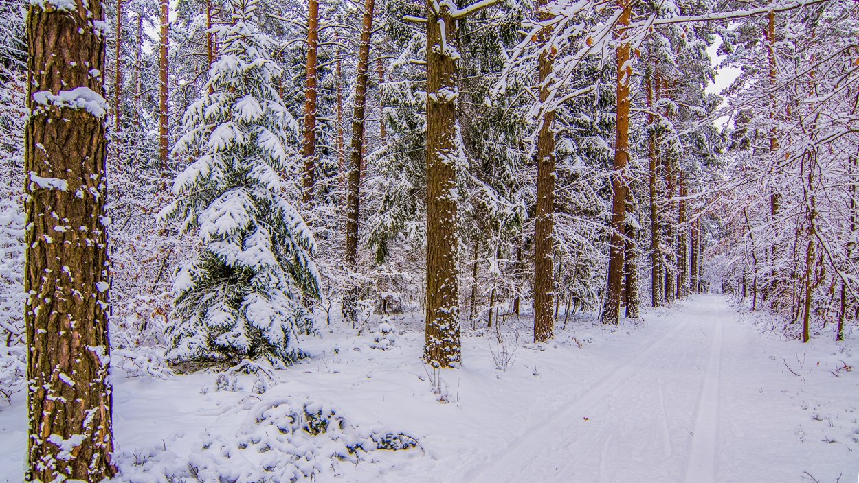 Тропинка в зимнем деск
