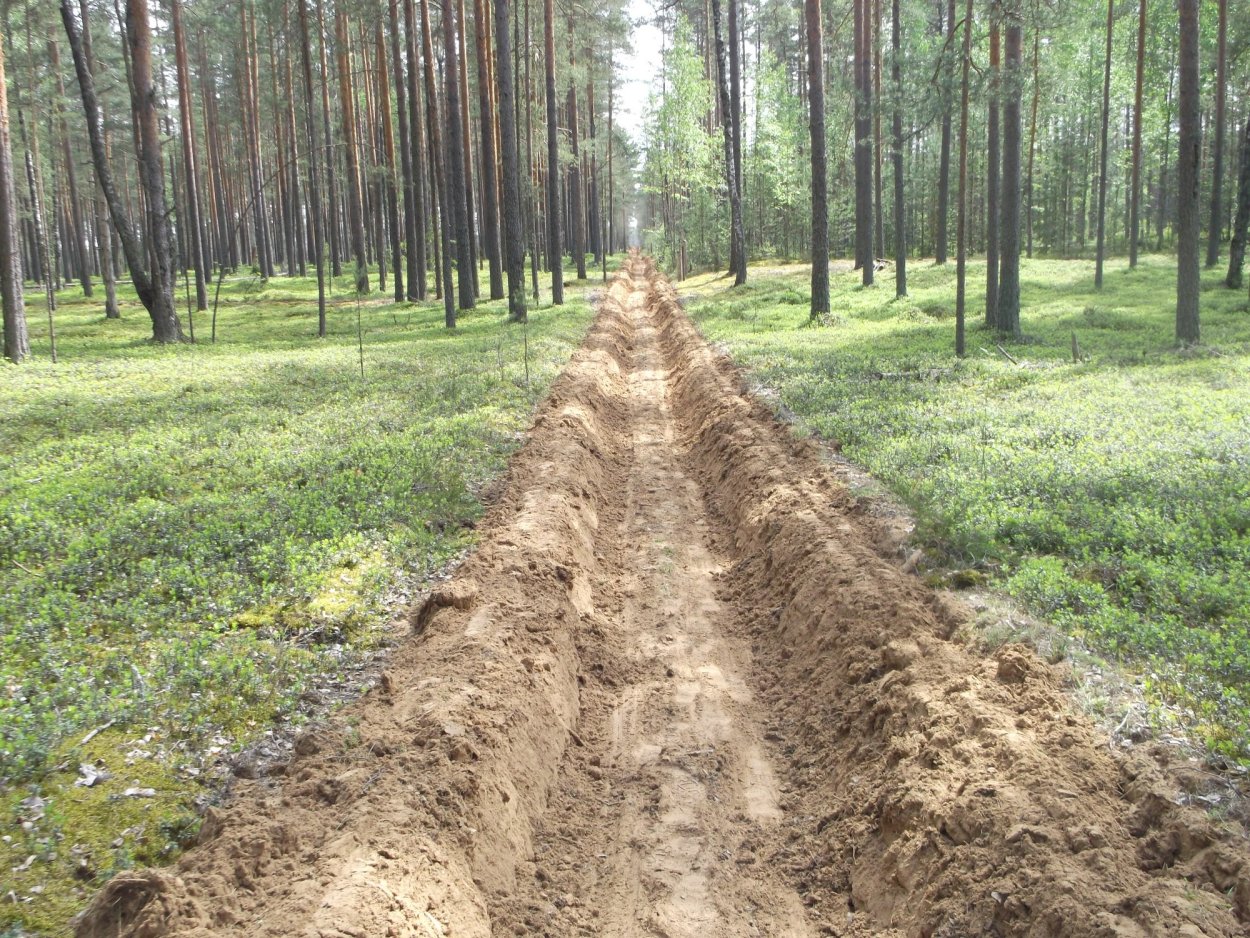 Узкая просека