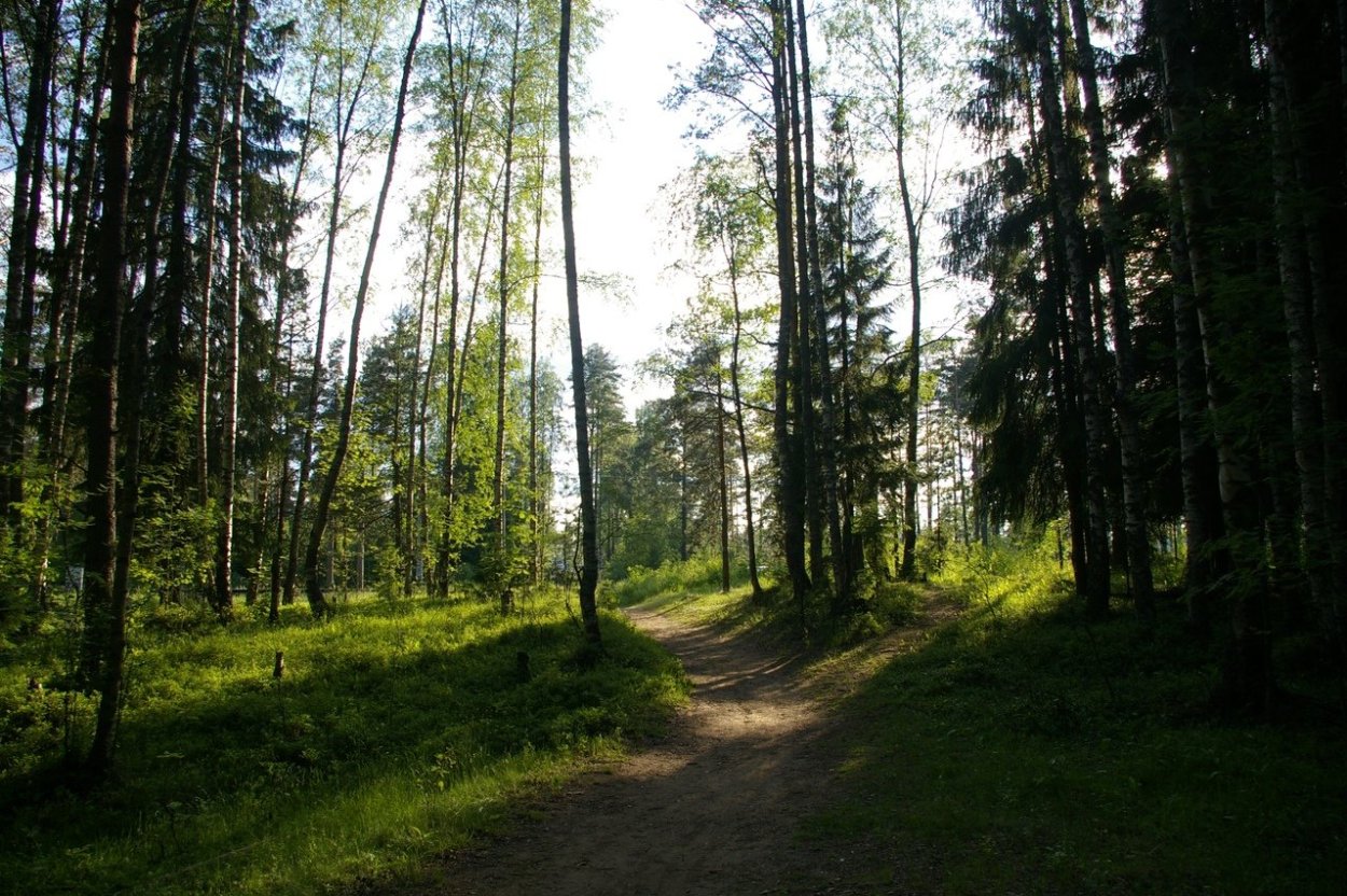 Николаевская на просеках лесных
