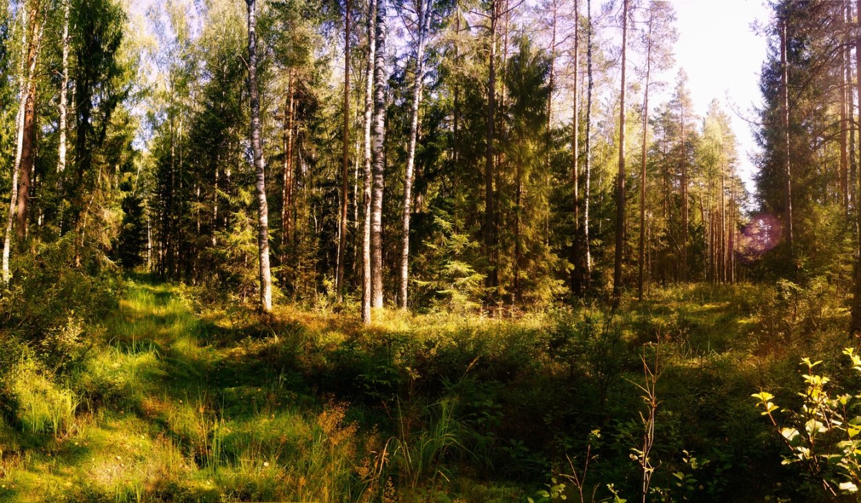 Солнечная осень