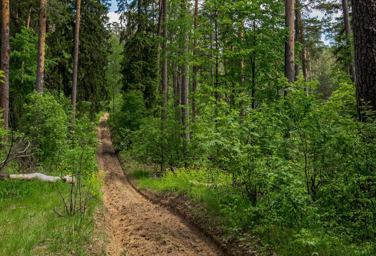 Виноградовское лесничество Московской области