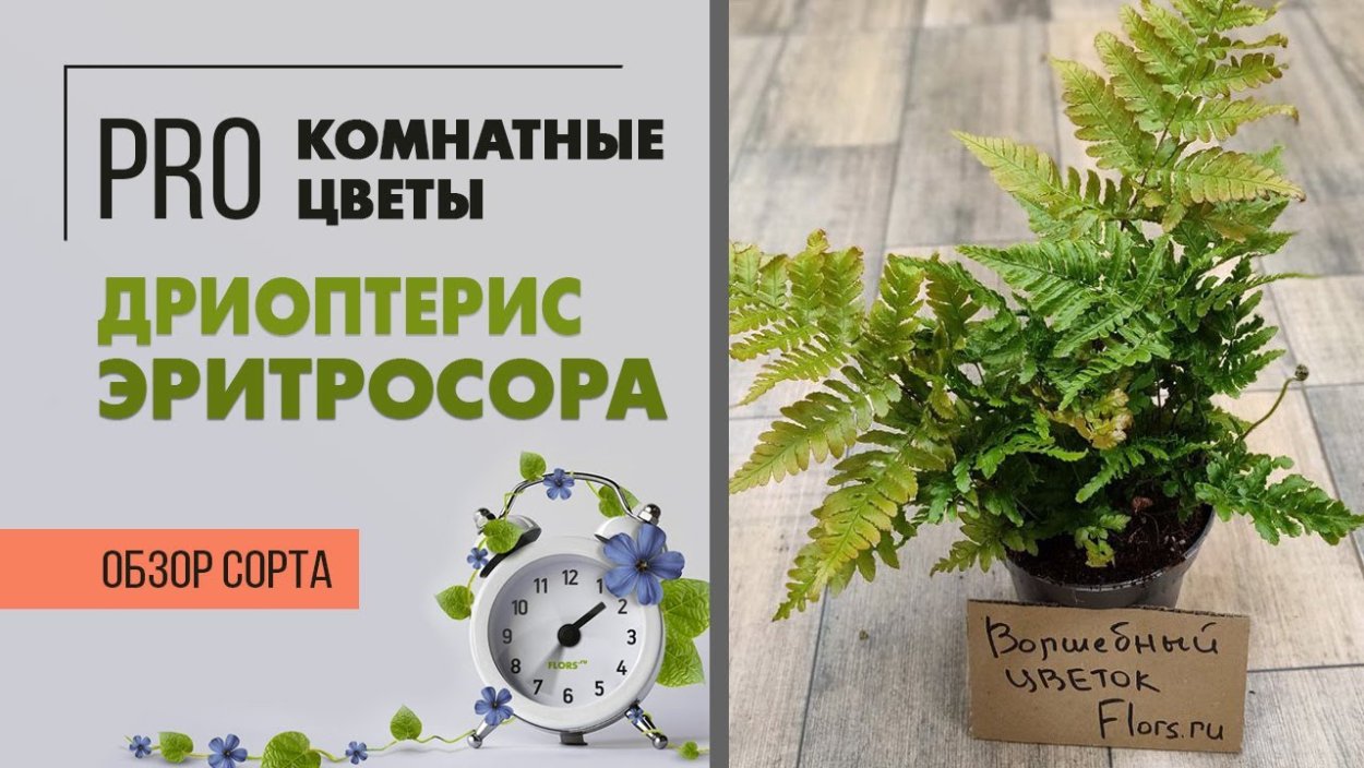 Папоротник домашний уход как ухаживать