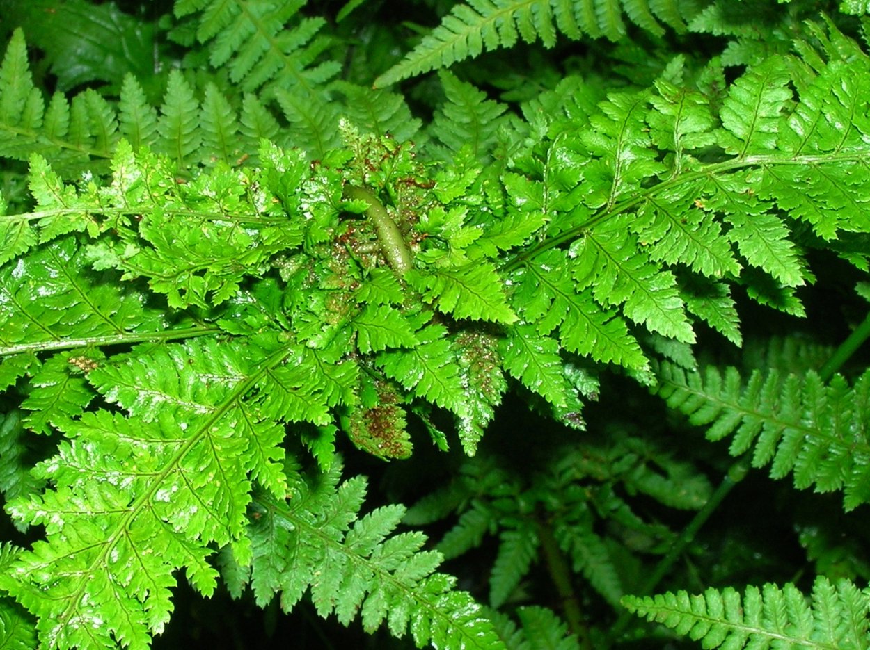 Папоротник Athyrium filix-Femina "Caput Medusae"