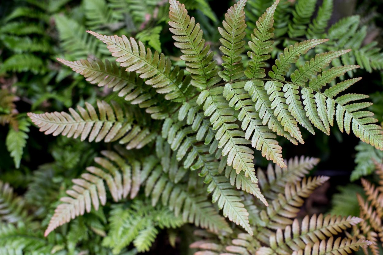 Щитовник красносорусовый (dryopteris erythrosora)