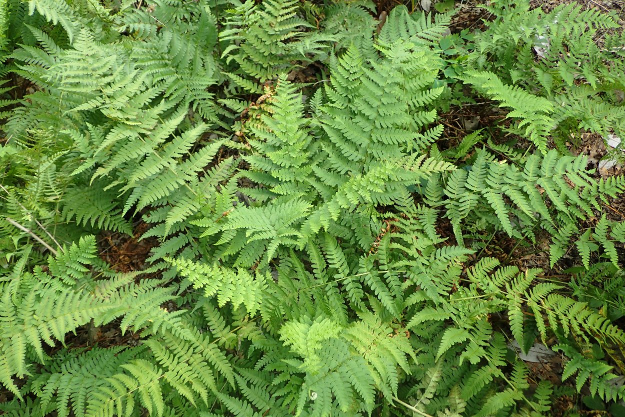 Щитовник(dryopteris) crispa,
