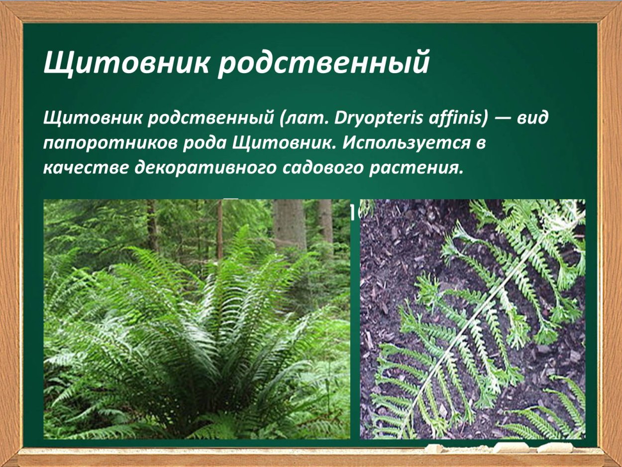 Папоротник страусник кочедыжник