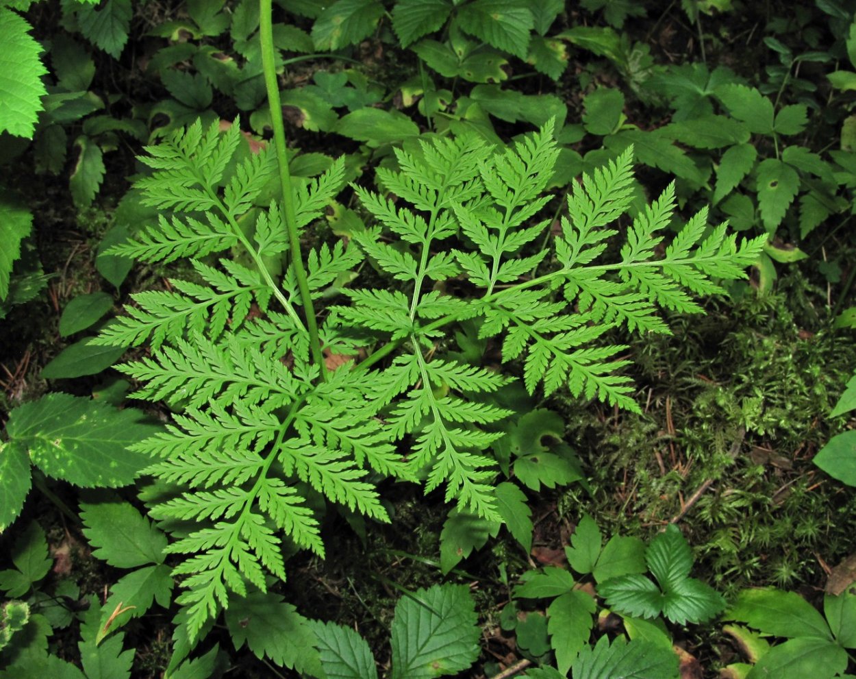 Гроздовник виргинский – Botrychium virginianum (l.) SW.