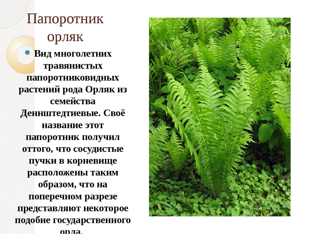 Орляк обыкновенный описание