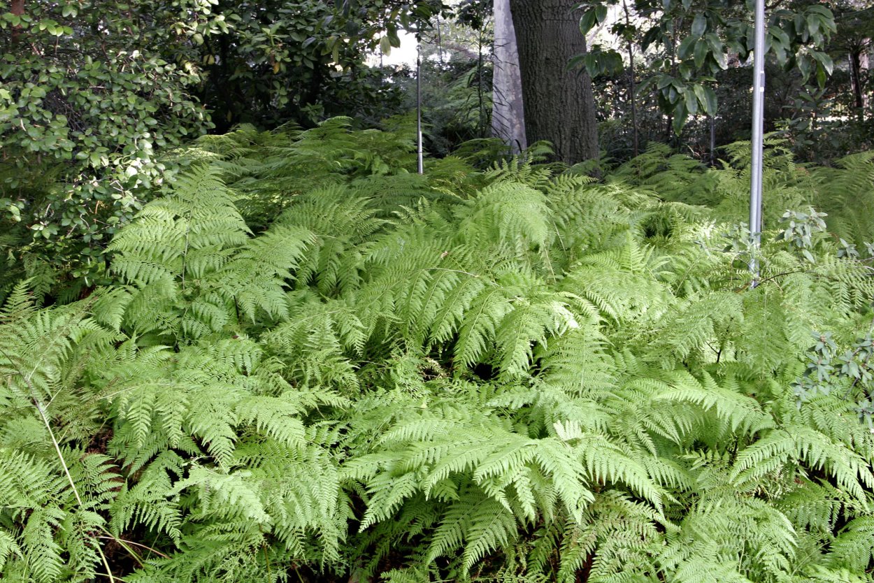 Dryopteris marginalis